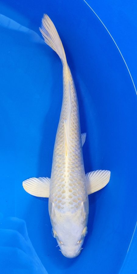 13.5" Yamabuki Male